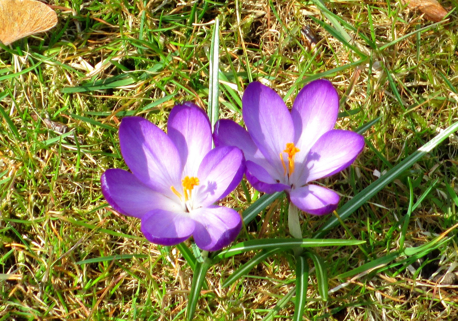 Die erste Blume 2013 in Eckernförde