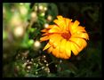 .: Die Erste Blume :. von Dominik Knips