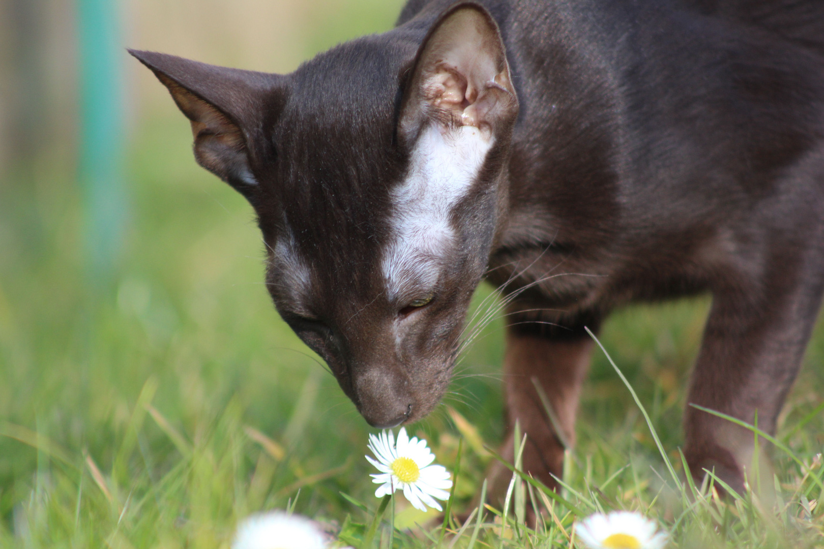 Die erste Blume ..