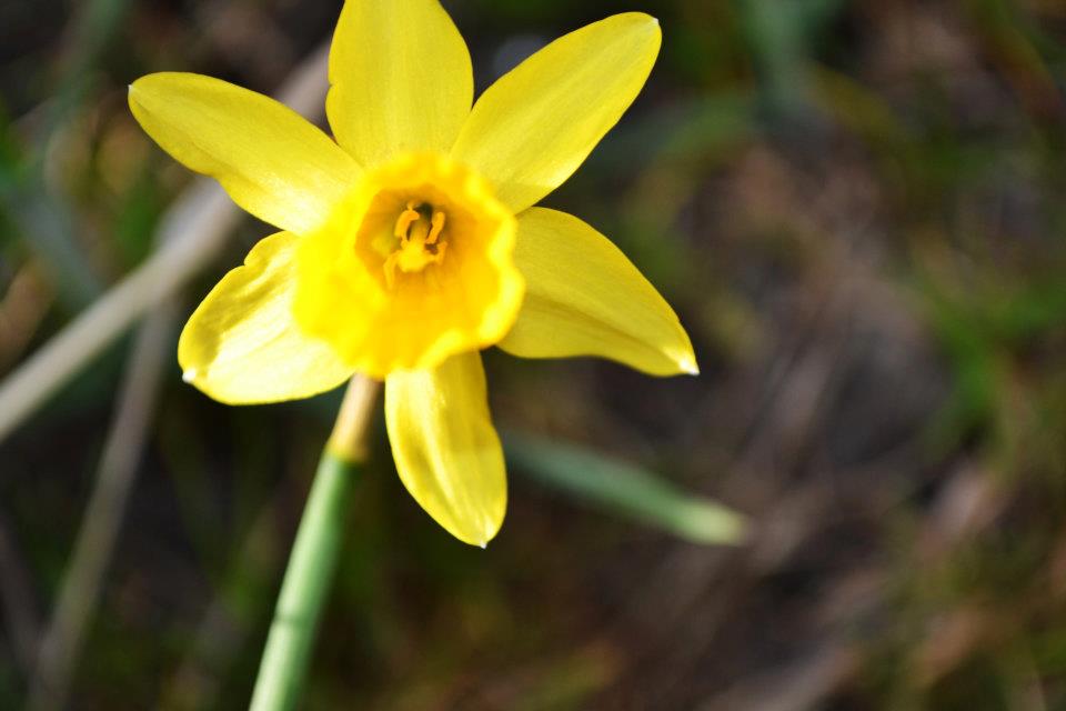 Die erste Blume im Garten