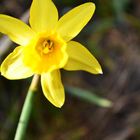 Die erste Blume im Garten