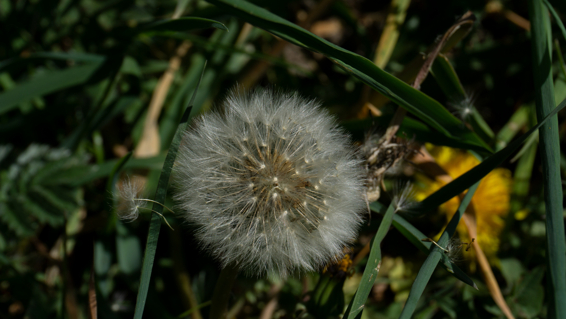 Die erste Busteblume