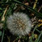 Die erste Busteblume