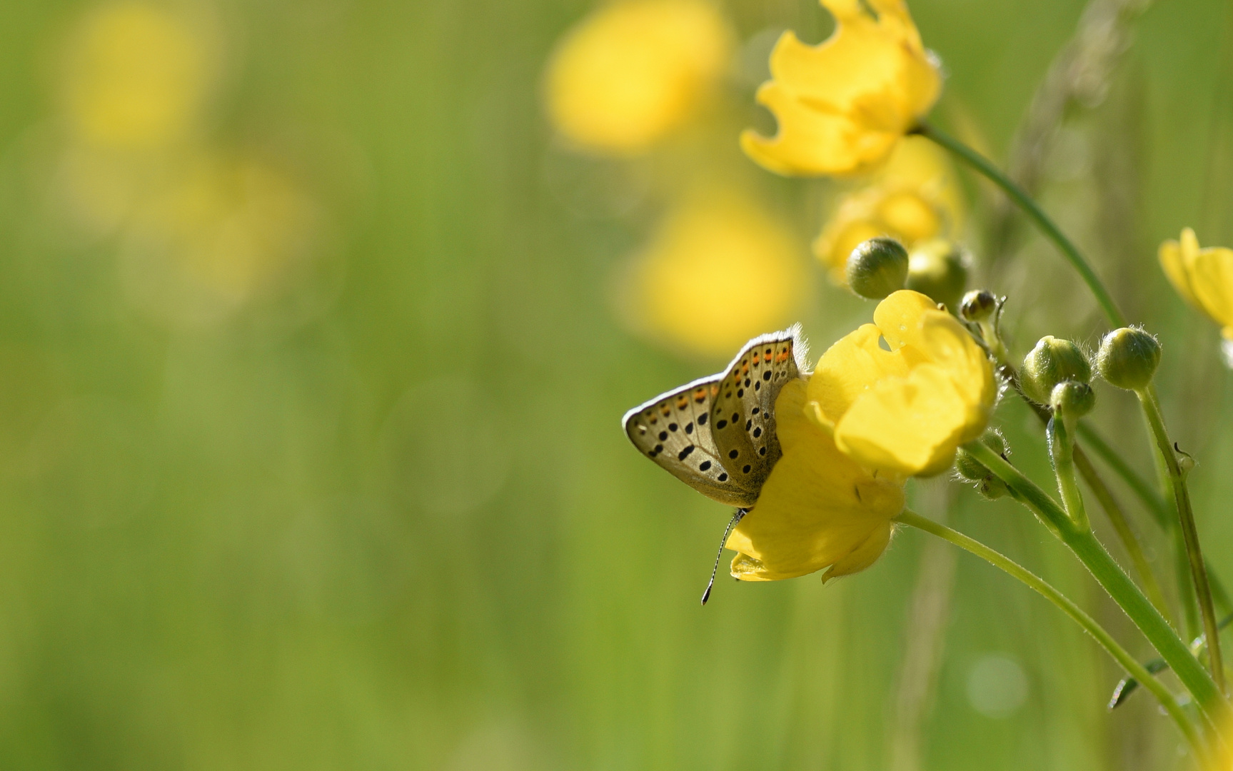 Die erste Butterblume des Jahres