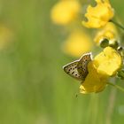 Die erste Butterblume des Jahres