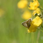 Die erste Butterblume des Jahres