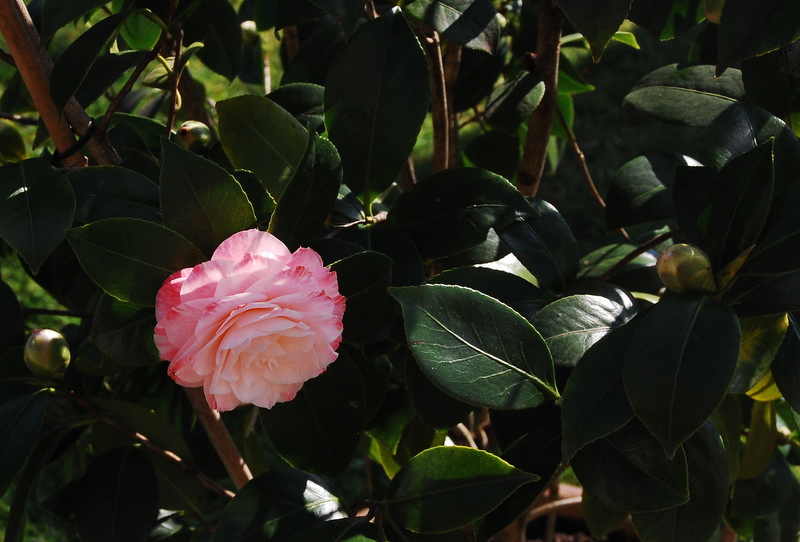 Die erste Camelienblüte