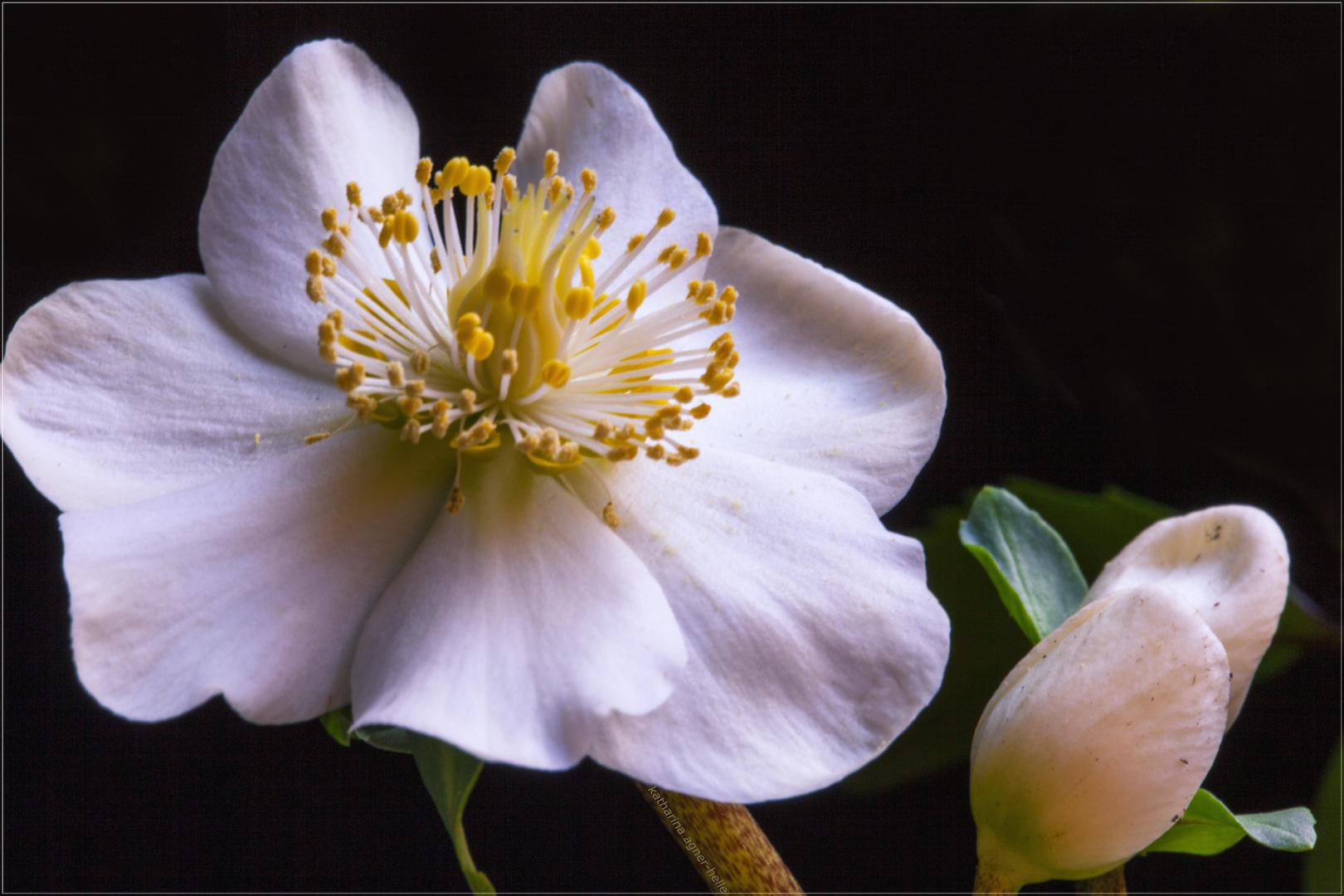 Die erste Christrose ist erblüht