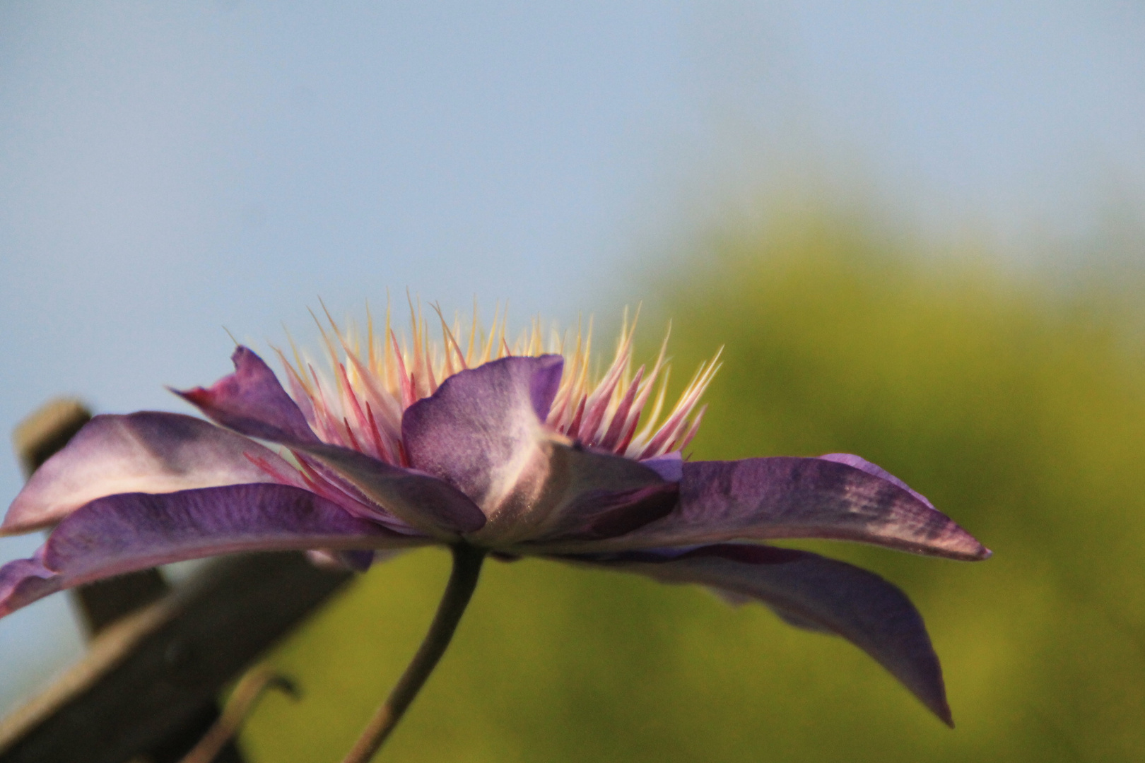 Die erste Clematis blüht