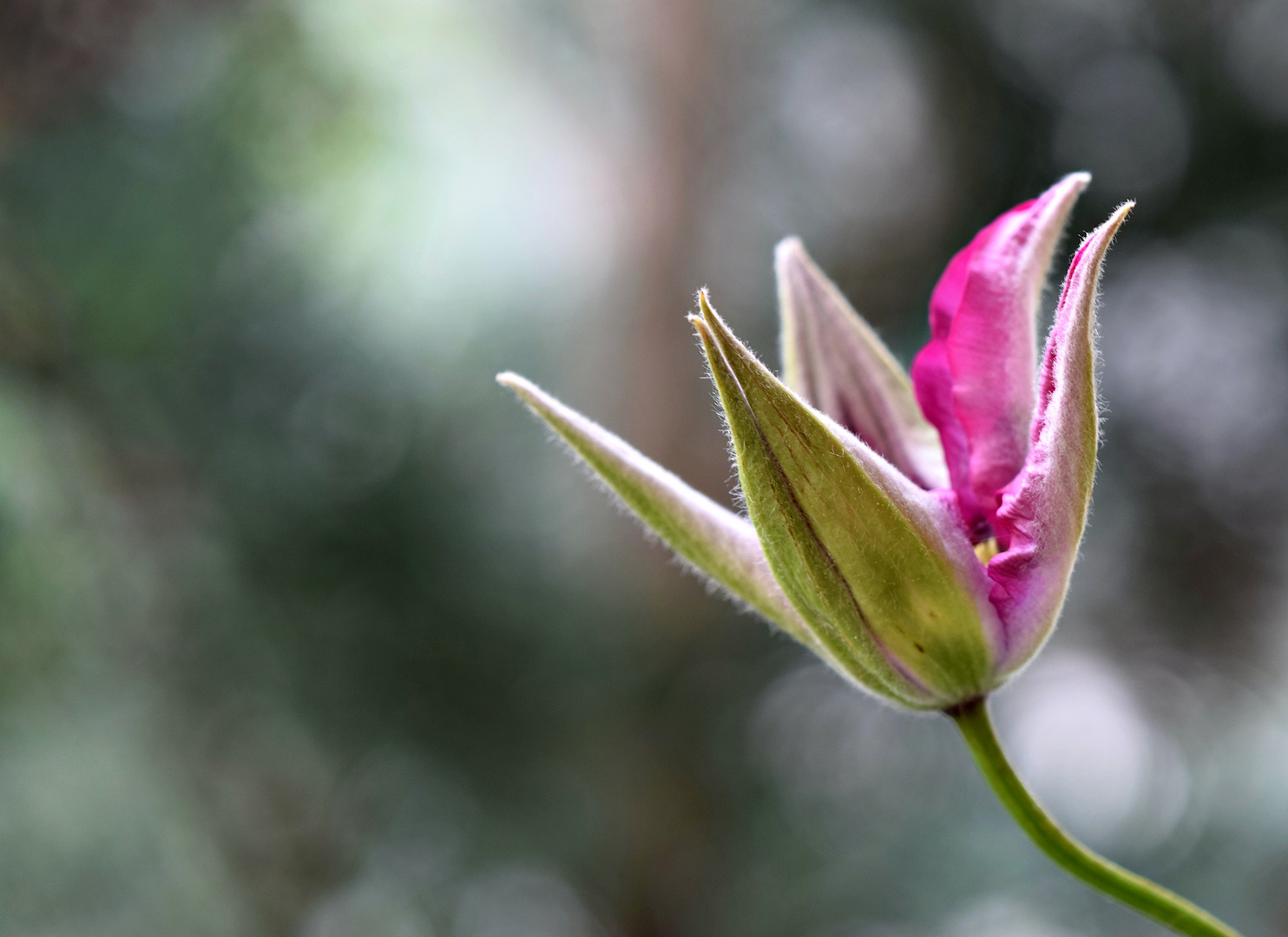 Die erste Clematis-Blüte an der Rankhilfe auf dem Balkon 