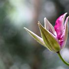 Die erste Clematis-Blüte an der Rankhilfe auf dem Balkon 