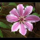 Die erste Clematis-Blüte (in unserem Garten)