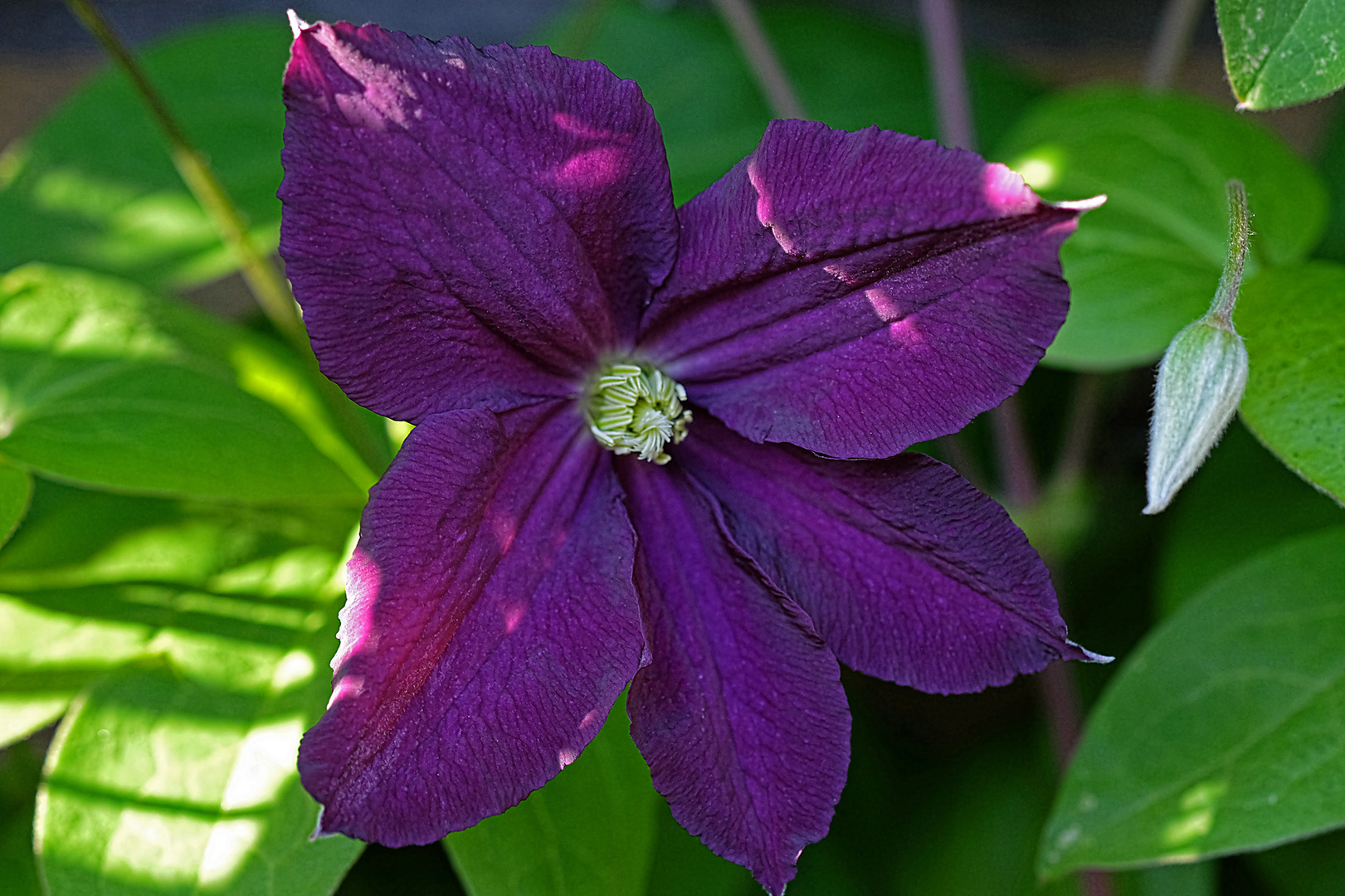 Die erste Clematisblüte dieses Jahr in unserem Garten