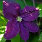 Die erste Clematisblüte dieses Jahr in unserem Garten