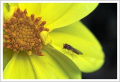 Die erste Dahlienblüte in diesem Jahr