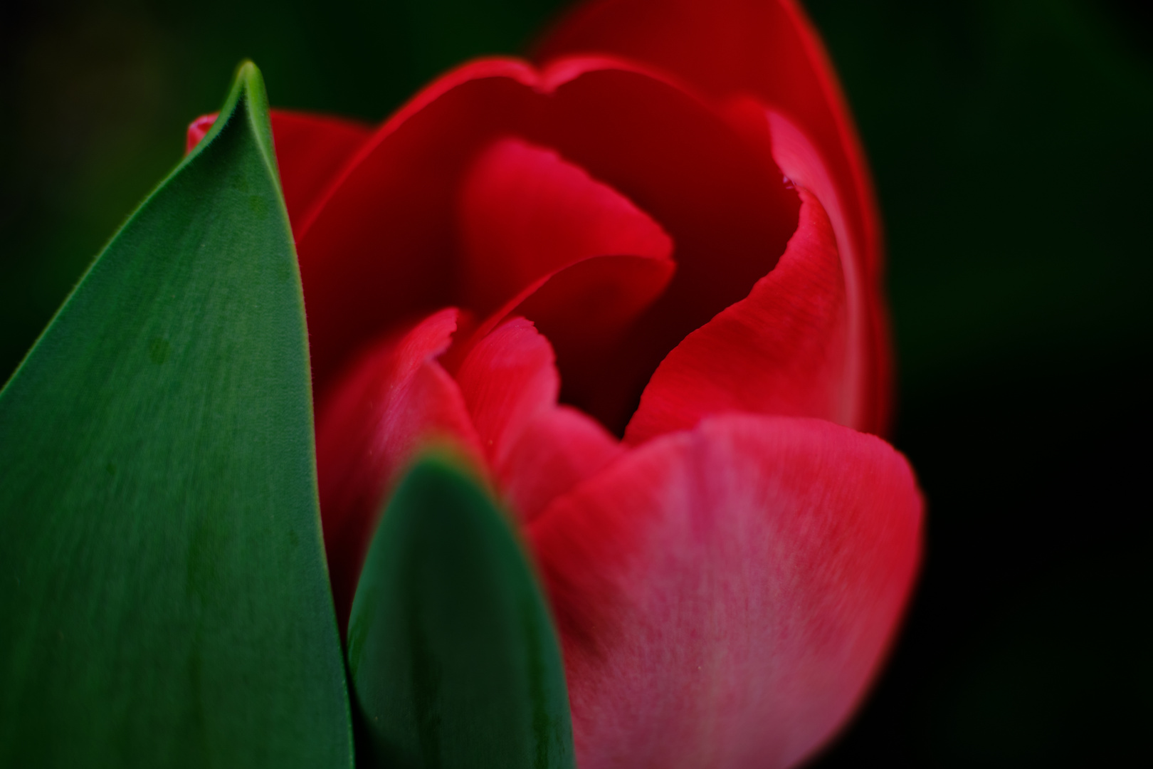 Die erste eigene Tulpe