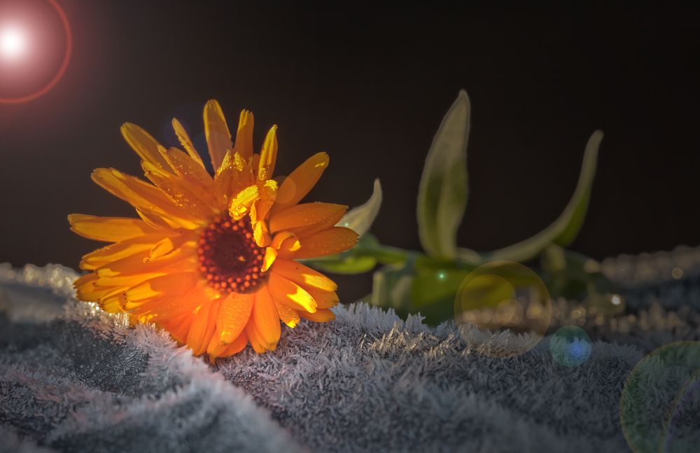 Die erste Eisblume dieser Saison