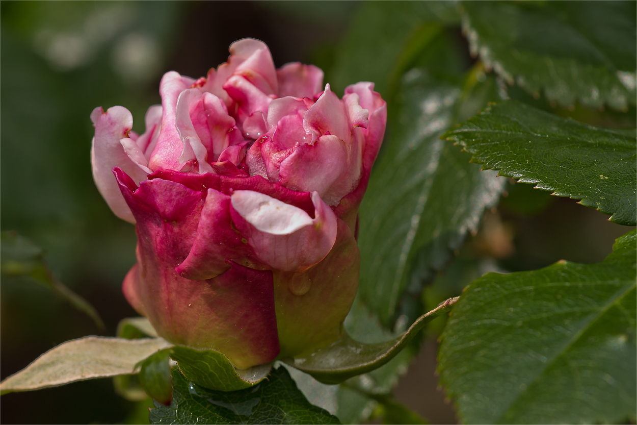 Die erste englische Rose