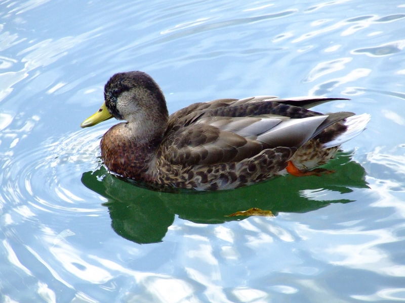 Die erste Ente nach Donal Duck dessen Name ich kenne