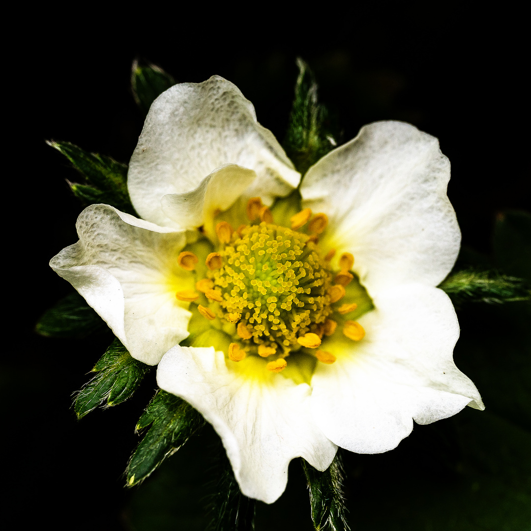 Die erste Erdbeerblüte 