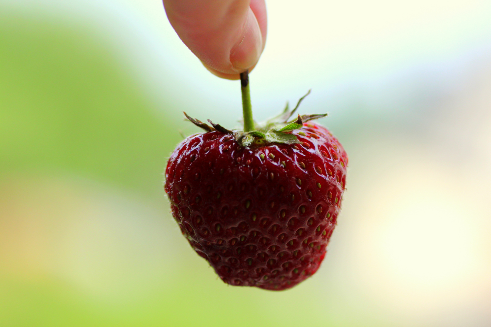 Die erste Erdbeere aus unserem Garten