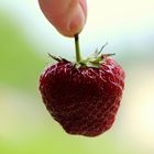 Die erste Erdbeere aus unserem Garten