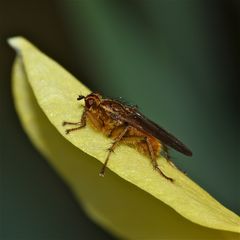 Die erste Fliege heute morgen - Gelbe Dungfliege (Scatophaga stercoraria)