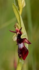 Die erste Fliegenorchis hat ihre Blüte geöffnet (Ophrys insectifera)