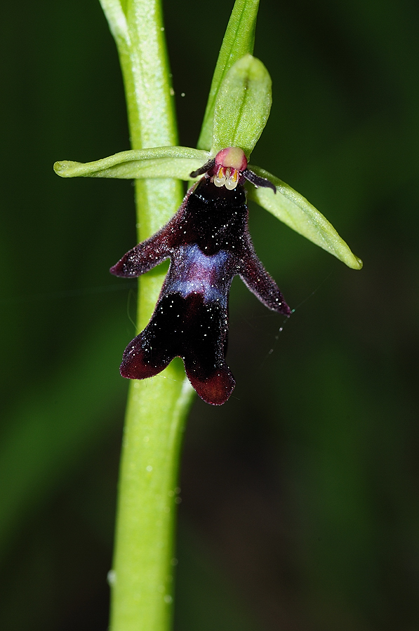 Die erste Fliegenragwurz (Ophrys insectifera) in diesem Jahr