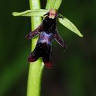 Die erste Fliegenragwurz (Ophrys insectifera) in diesem Jahr