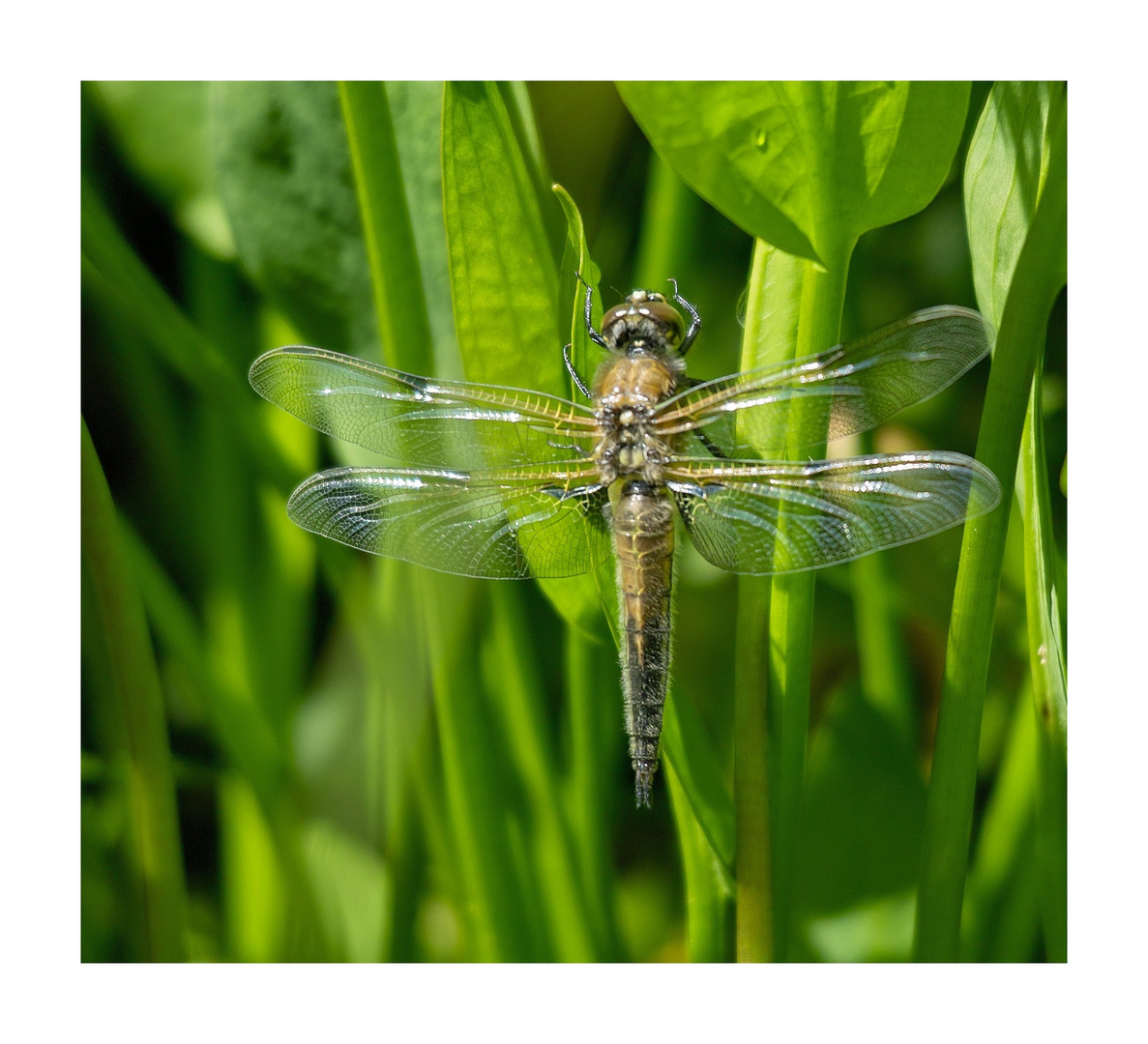 Die erste frisch geschlüpfte Libelle in diesem Jahr an meinem Teich.