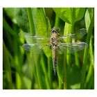 Die erste frisch geschlüpfte Libelle in diesem Jahr an meinem Teich.