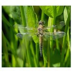 Die erste frisch geschlüpfte Libelle in diesem Jahr an meinem Teich.