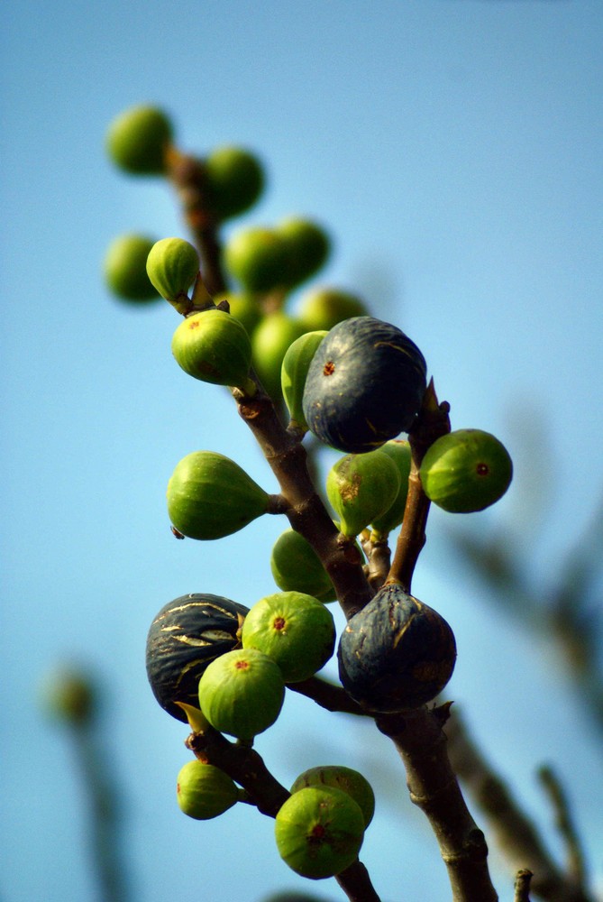 die erste Frucht