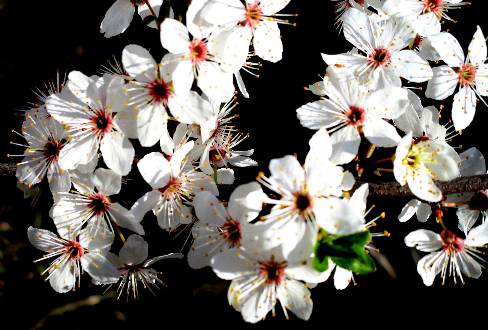  Die erste Frühlingsblüher