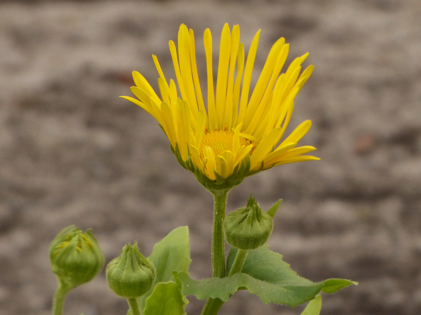 die erste gelbe Margerite