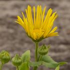 die erste gelbe Margerite