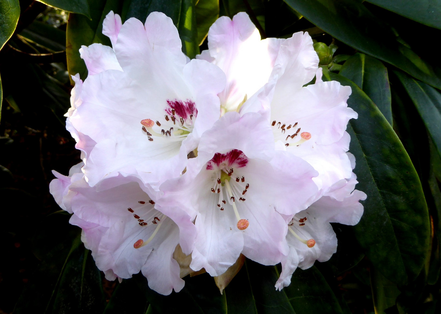 Die erste große Rhododenronblüte im Februar