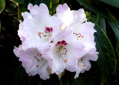 Die erste große Rhododenronblüte im Februar