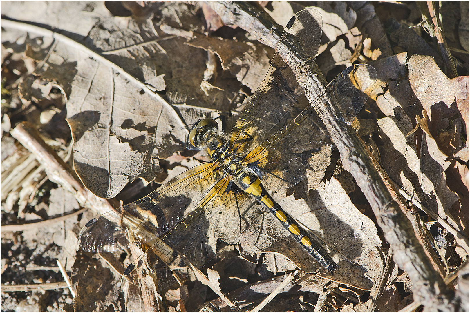 Die erste Großlibelle 2019 ist die Nordische Moosjungfer (Leucorrhinia rubicunda), . . .