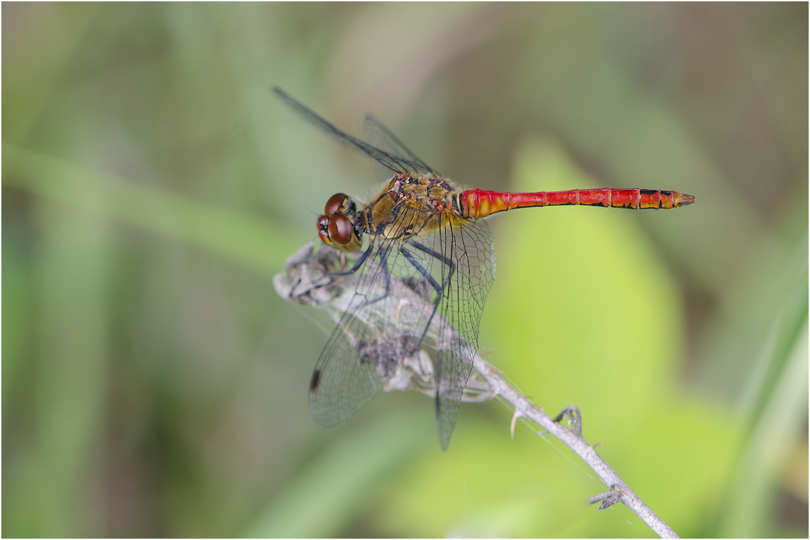 Die erste "Heidi" ist die Blutrote (Sympetrum sanguineum) . . .