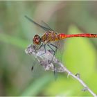 Die erste "Heidi" ist die Blutrote (Sympetrum sanguineum) . . .