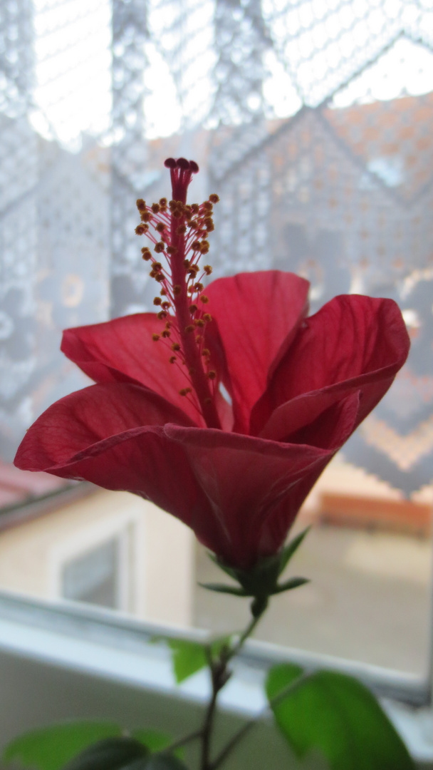 die erste Hibiskusblüte