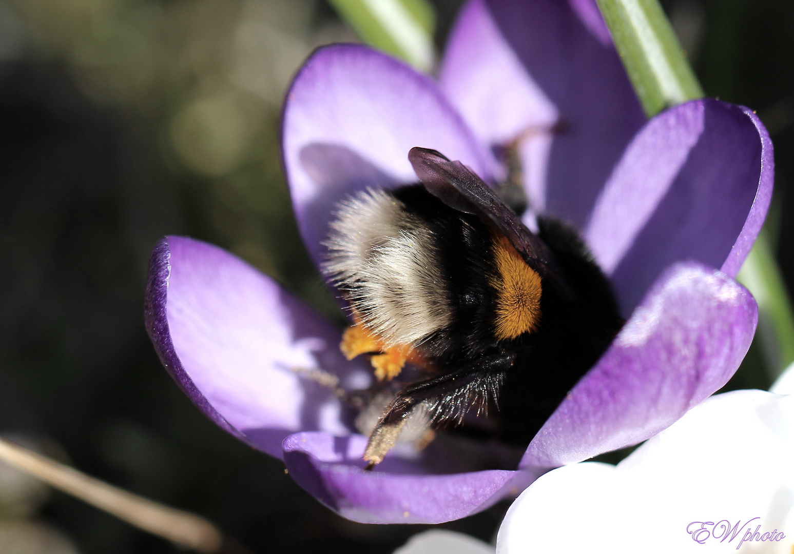 die erste Hummel...