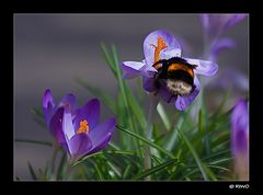 die erste Hummel beim Mittagstisch.......