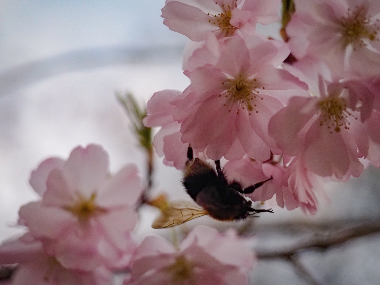 Die Erste Hummel dieses Jahr 