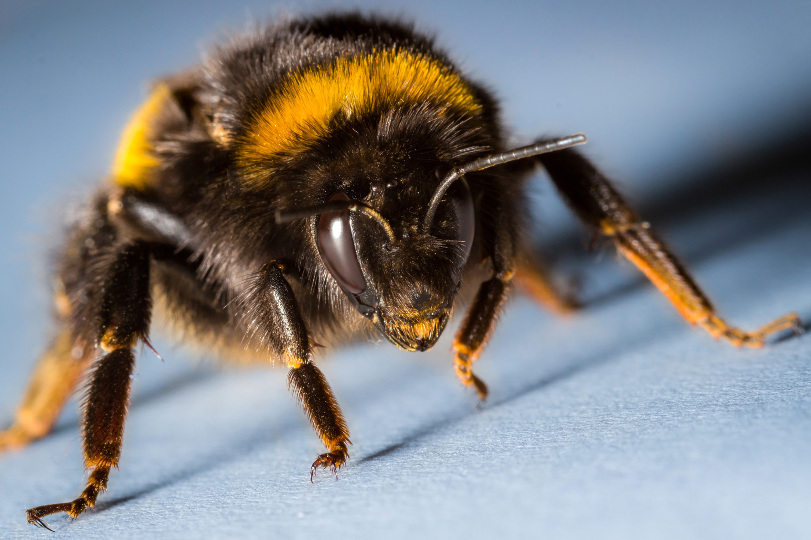 die erste Hummel dieses Jahr