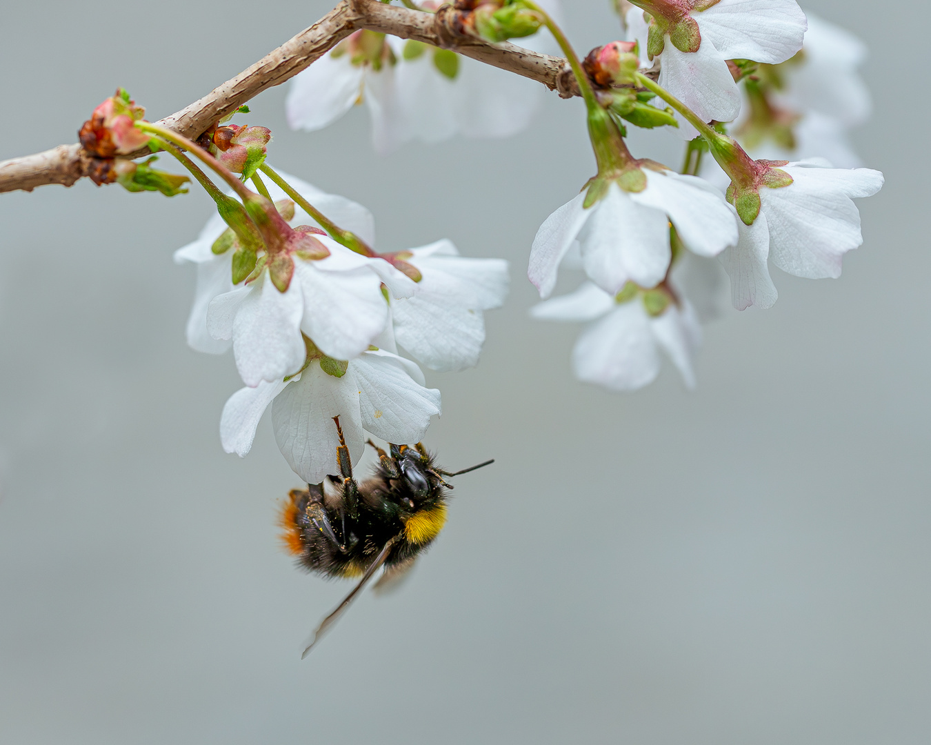 Die erste Hummel in diesem Jahr.