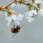 Die erste Hummel in diesem Jahr.