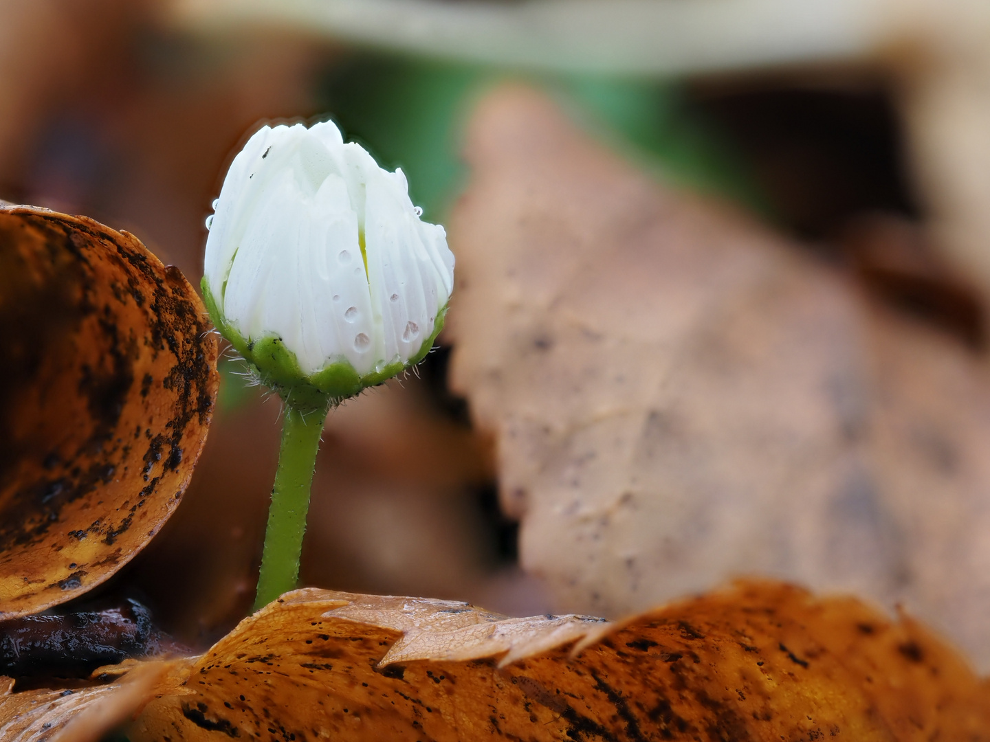 Die erste im Frühjahr die letzte im Herbst